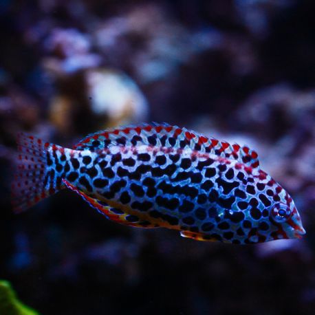 Macropharyngodon meleagris * : 4 à 6 cm  