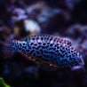 Macropharyngodon meleagris * : 4 à 6 cm  