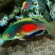 Cirrhilabrus Scottorum (Australie)