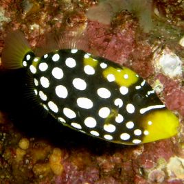 Balistoides conspicillum : 5 à 7 cm  