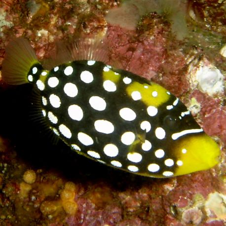 Balistoides conspicillum : 5 à 7 cm  