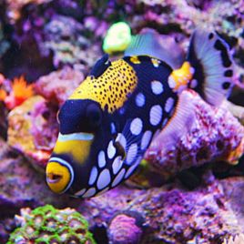 Balistoides conspicillum : 9 à 12 cm