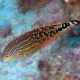 Macropharyngodon Bipartitus* mâle 6-8 cm  67,50 €