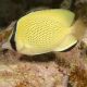 Chaetodon citrinellus : 7-10 cm  
