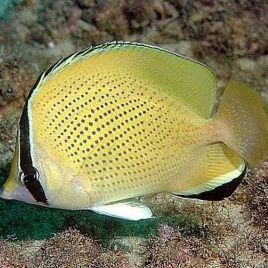 Chaetodon citrinellus : 7-10 cm  