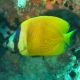 Chaetodon Kleinii : 4-5 cm  43,50 €