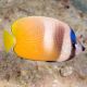 Chaetodon Kleinii : 4-5 cm  43,50 €