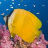Chaetodon Kleinii : 6-8 cm