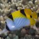 Chaetodon falcula : 5-7 cm  