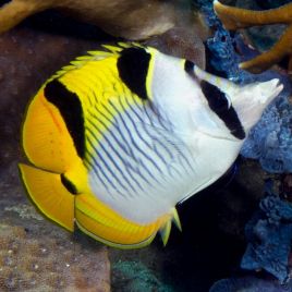 Chaetodon falcula : 5-7 cm  