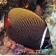 Chaetodon collare : 4-5 cm  