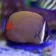 Chaetodon collare : 4-5 cm  