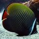 Chaetodon collare : 4-5 cm  