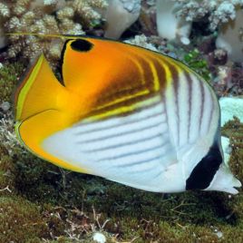 Chaetodon auriga : 5-7 cm  