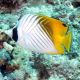 Chaetodon auriga : 4-7 cm 47,50 €
