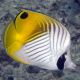 Chaetodon auriga : 5-7 cm  