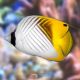 Chaetodon auriga 3-4 cm  37,50 €