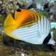 Chaetodon auriga 3-4 cm  37,50 €