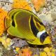 Chaetodon lunula : 4-7 cm 43,50 €