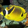 Chaetodon lunula : 4-7 cm