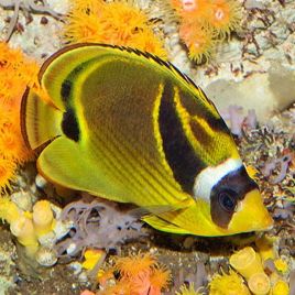 Chaetodon lunula : 7-10 cm  