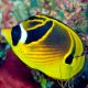 Chaetodon lunula : 10-12 cm  