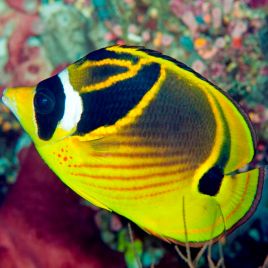 Chaetodon lunula : 10-12 cm  