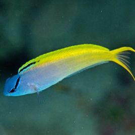 Meiacanthus atrodorsalis : 3 à 5 cm 23,50 €