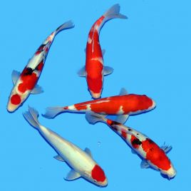 Koi Japon Gosanke Sakai Select