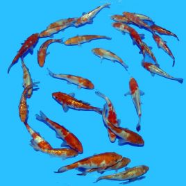 Koi Japon Ochibashigure / Ginrin Ochibashigure 12-15 cm 