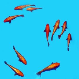 Koi Japon Benigoi / Ginrin Benigoi 12-15 cm 