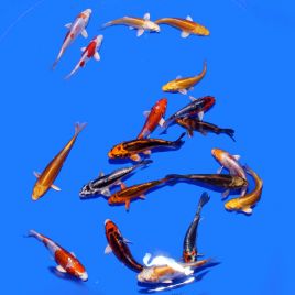 Koi Japon Hariwake / Kikusui / Kikokuryu 12-15 cm