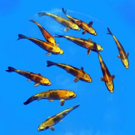 Koi Japon Kinki Utsuri 15-17 cm