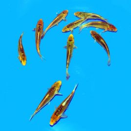 Koi Japon Midorigoi 15-17 cm