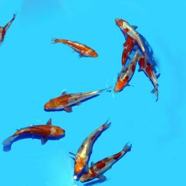 Koi Japon Doitsu Ochibashigure 14-18 cm