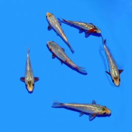 Koi Japon Yuki Asagi 14-16 cm