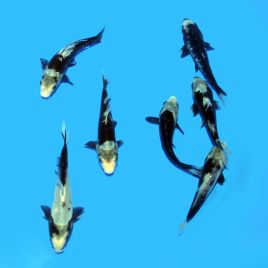 Koi Japon Kumonryu 13-15 cm