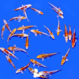 Koi Japon Kikusui / Doitsu Hariwake SELECT 13-16 cm