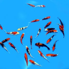 Koi Japon Benikumonryu 11-13 cm