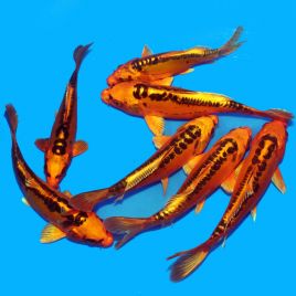 Koi Japon Mizuho 18-22 cm