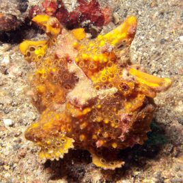 Antennarius pictus jaune 7-9 cm