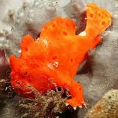 Antennarius hispidus rouge 2-3 cm