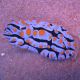 Phyllidia varicosa multicolor 15,90 €