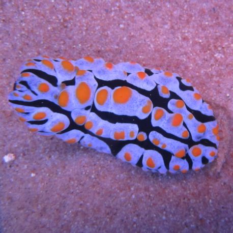 Phyllidia varicosa multicolor