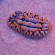 Phyllidia varicosa multicolor
