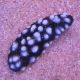 Phyllidia varicosa multicolor 15,90 €