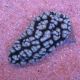 Phyllidia varicosa multicolor 15,90 €