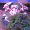 Neopetrolisthes maculatus - Crabe anémone