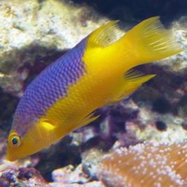 Bodianus rufus : 4-7 cm  74,50 €