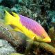 Bodianus rufus : 4-7 cm  74,50 €